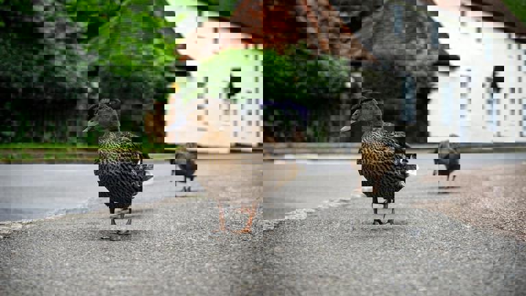 Mountain Goats Roam Suburbs, Surprising Residents in Outlying Neighborhoods